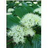 CORNUS alternifolia (Cornouiller à feuilles alternes)