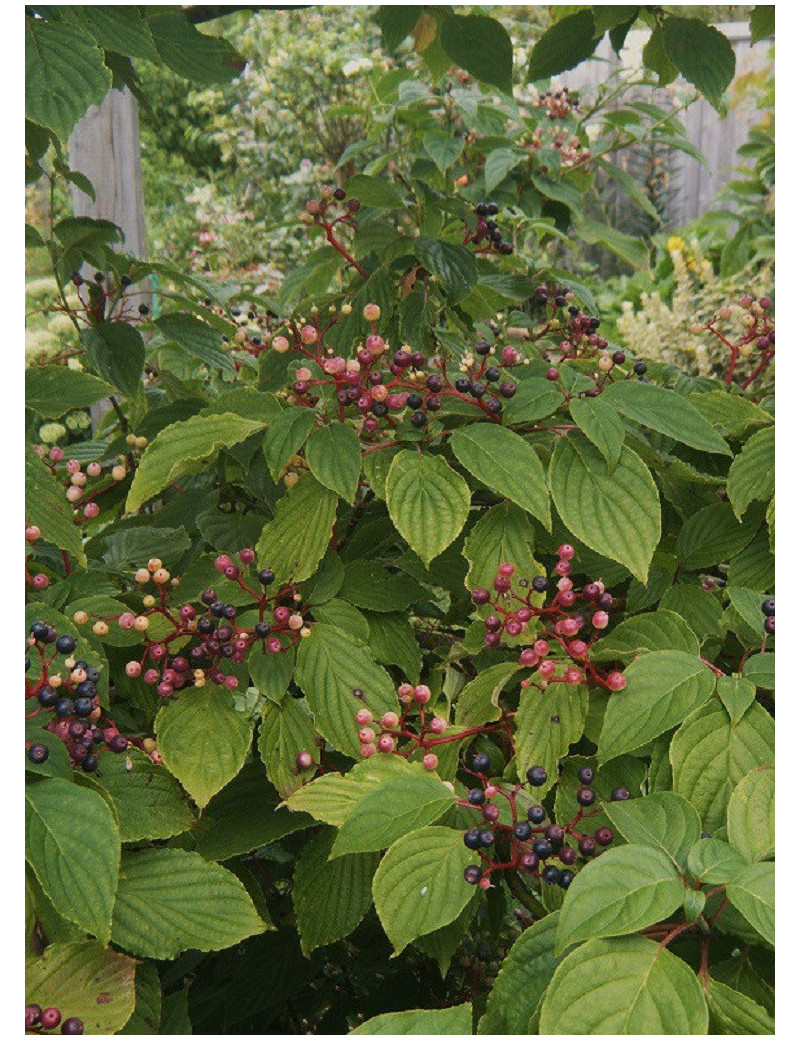 CORNUS alternifolia (Cornouiller à feuilles alternes)