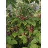 CORNUS alternifolia