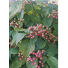 CORNUS alternifolia (Cornouiller à feuilles alternes)