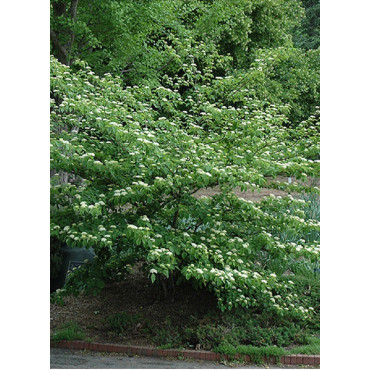 CORNUS alternifolia (Cornouiller à feuilles alternes)