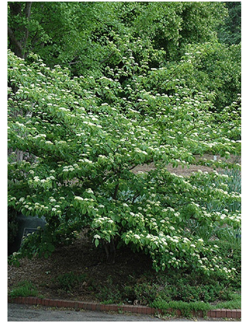 CORNUS alternifolia (Cornouiller à feuilles alternes)