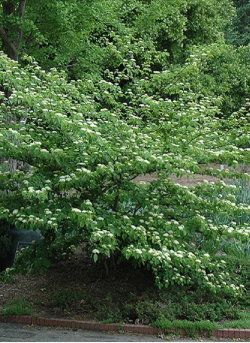 CORNUS alternifolia