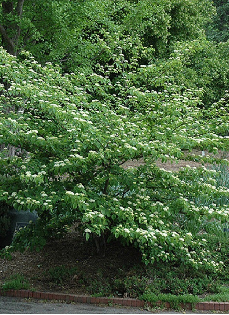 CORNUS alternifolia