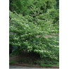 CORNUS alternifolia (Cornouiller à feuilles alternes)