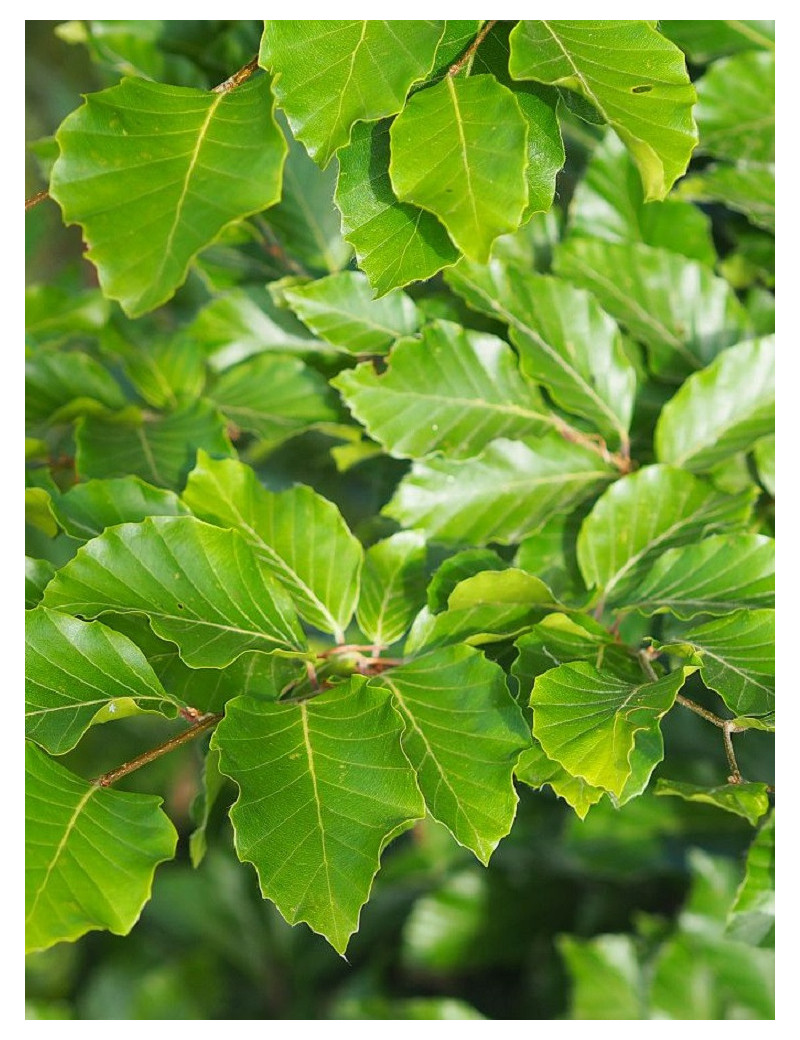 FAGUS sylvatica (Hêtre commun, Fayard)