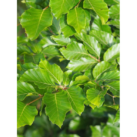 FAGUS sylvatica (Hêtre commun, Fayard)