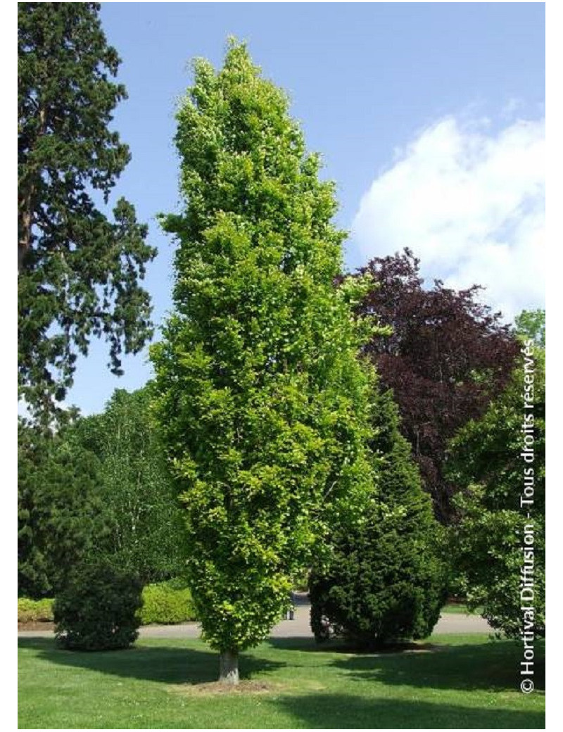 FAGUS sylvatica DAWICK GOLD (Hêtre fastigié doré)