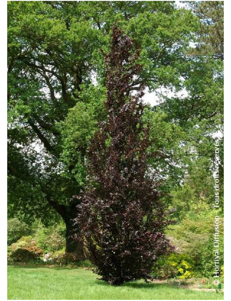 FAGUS sylvatica DAWYCK PURPLE (Hêtre fastigié pourpre)