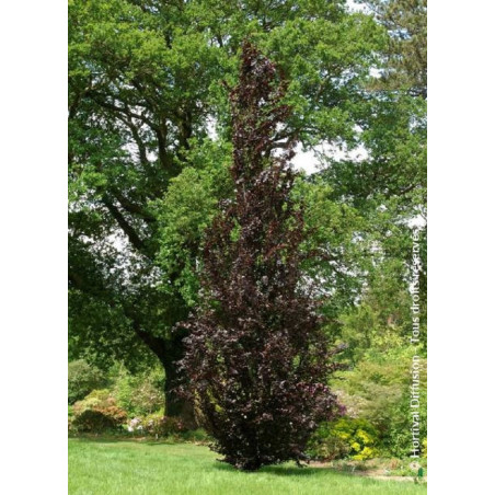 FAGUS sylvatica DAWYCK PURPLE (Hêtre fastigié pourpre)