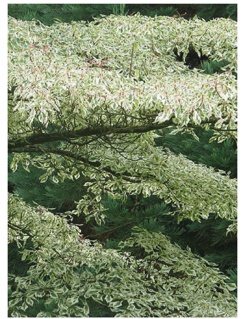 CORNUS alternifolia ARGENTEA (Cornouiller à feuilles alternes)