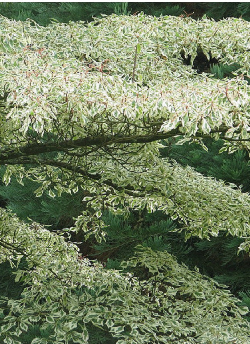 CORNUS alternifolia ARGENTEA