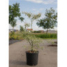 CORNUS alternifolia ARGENTEA (Cornouiller à feuilles alternes)