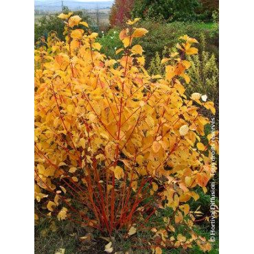 CORNUS sanguinea MAGIC FLAME (Cornouiller sanguin Magic Flame)