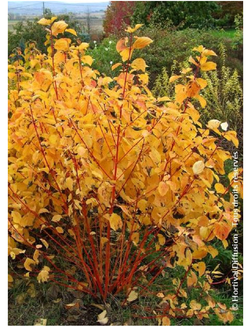 CORNUS sanguinea MAGIC FLAME (Cornouiller sanguin Magic Flame)