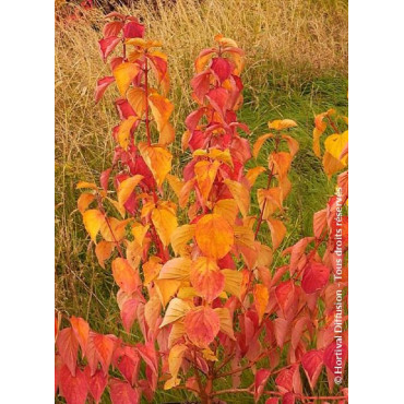 CORNUS sanguinea MAGIC FLAME (Cornouiller sanguin Magic Flame)