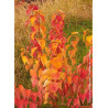 CORNUS sanguinea MAGIC FLAME (Cornouiller sanguin Magic Flame)