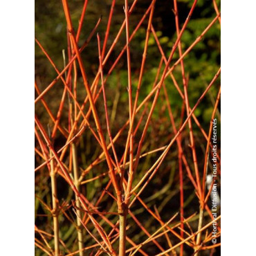 CORNUS sanguinea MAGIC FLAME (Cornouiller sanguin Magic Flame)