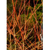 CORNUS sanguinea MAGIC FLAME (Cornouiller sanguin Magic Flame)