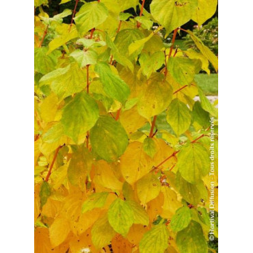 CORNUS sanguinea MAGIC FLAME (Cornouiller sanguin Magic Flame)