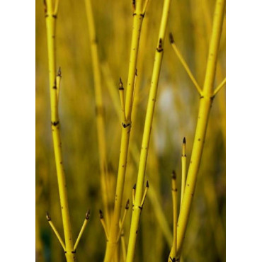 CORNUS sericea FLAVIRAMEA (Cornouiller stolonifère à bois jaune)