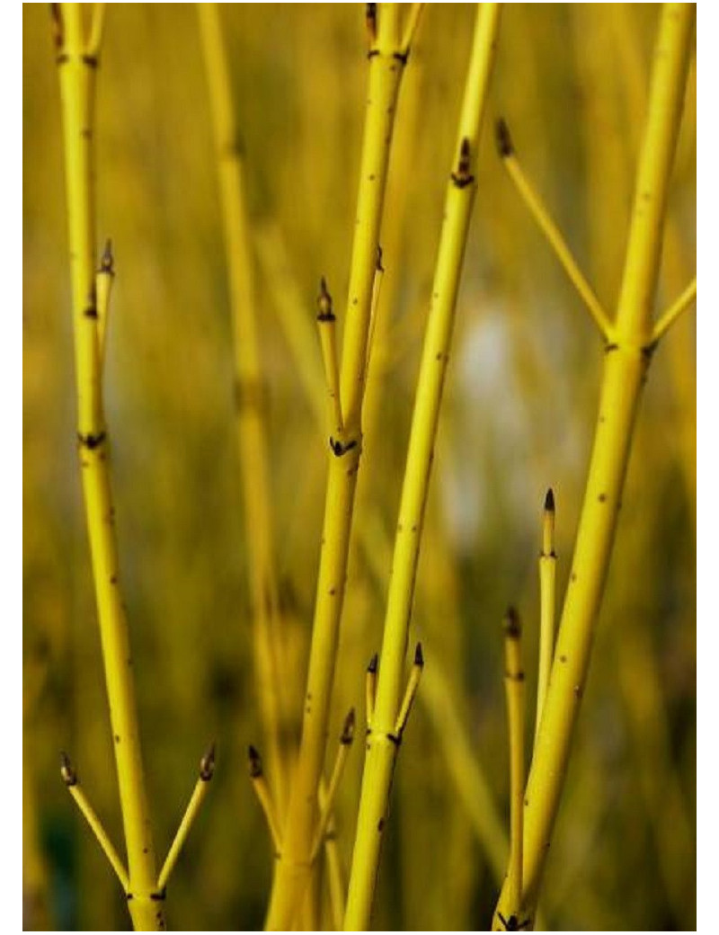 CORNUS sericea FLAVIRAMEA (Cornouiller stolonifère à bois jaune)