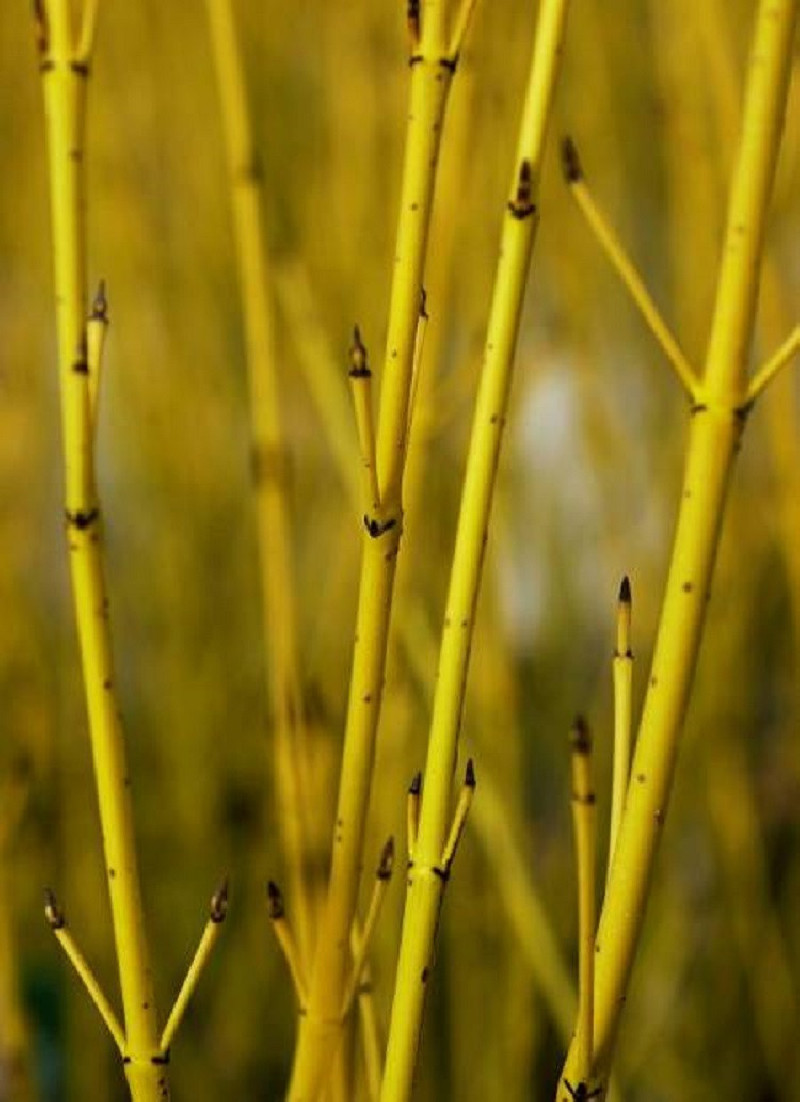CORNUS sericea FLAVIRAMEA