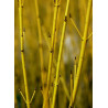 CORNUS sericea FLAVIRAMEA (Cornouiller stolonifère à bois jaune)