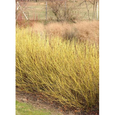 CORNUS sericea FLAVIRAMEA (Cornouiller stolonifère à bois jaune)