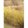 CORNUS sericea FLAVIRAMEA (Cornouiller stolonifère à bois jaune)