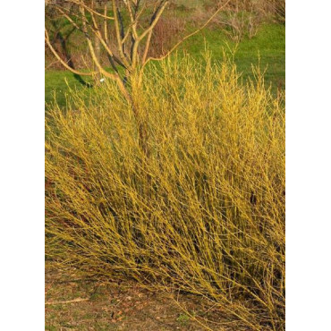 CORNUS sericea FLAVIRAMEA (Cornouiller stolonifère à bois jaune)