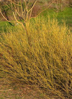 CORNUS sericea FLAVIRAMEA