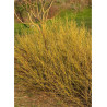 CORNUS sericea FLAVIRAMEA (Cornouiller stolonifère à bois jaune)