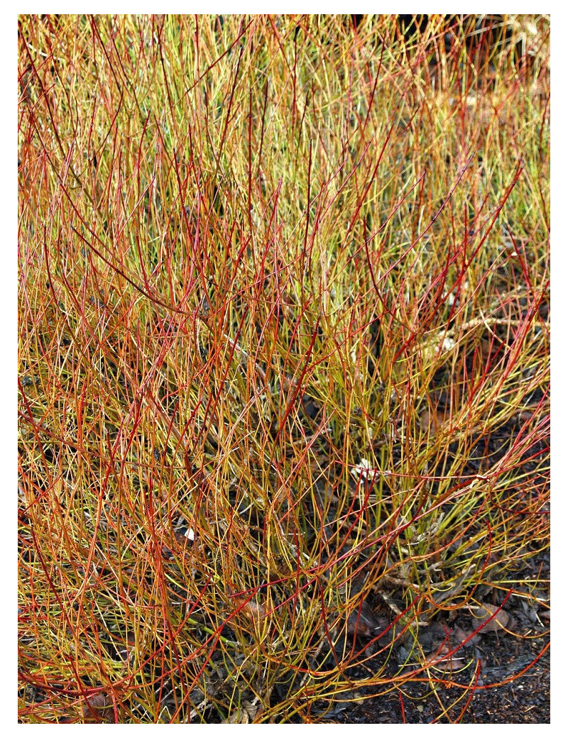 CORNUS sericea KELSEYI (Cornouiller stolonifére Kelseyi)