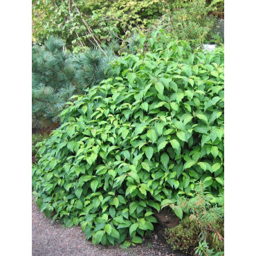 CORNUS sericea KELSEYI (Cornouiller stolonifére Kelseyi)