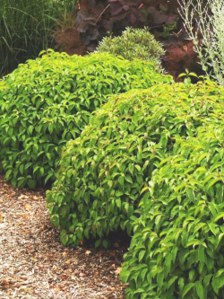 CORNUS sericea KELSEYI