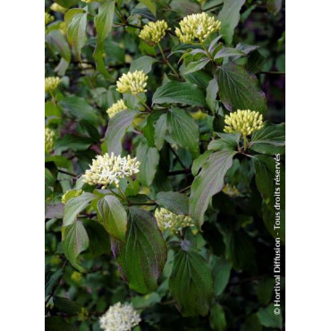 CORNUS sanguinea (Cornouiller sanguin)