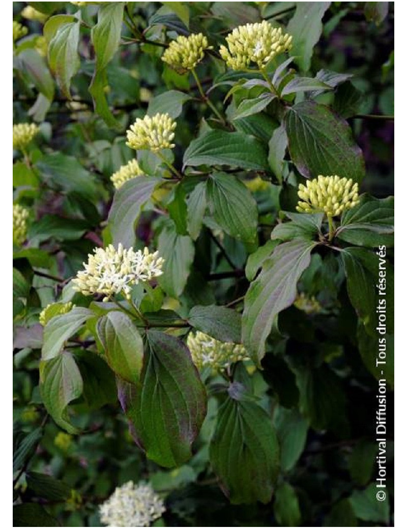 CORNUS sanguinea (Cornouiller sanguin)