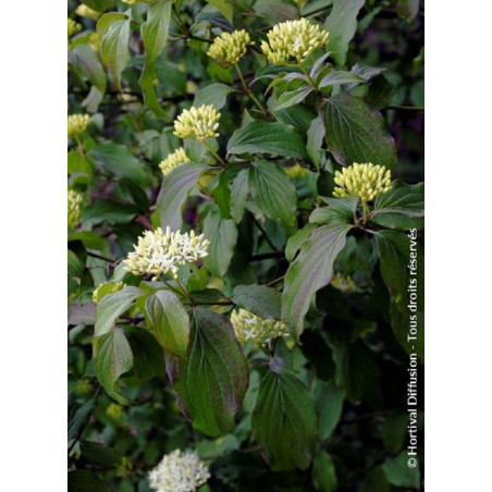 CORNUS sanguinea (Cornouiller sanguin)