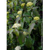 CORNUS sanguinea (Cornouiller sanguin)