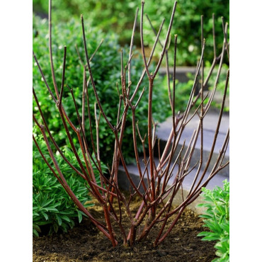 CORNUS sanguinea (Cornouiller sanguin)