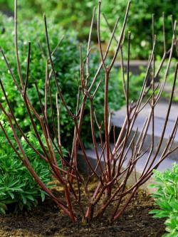 CORNUS sanguinea