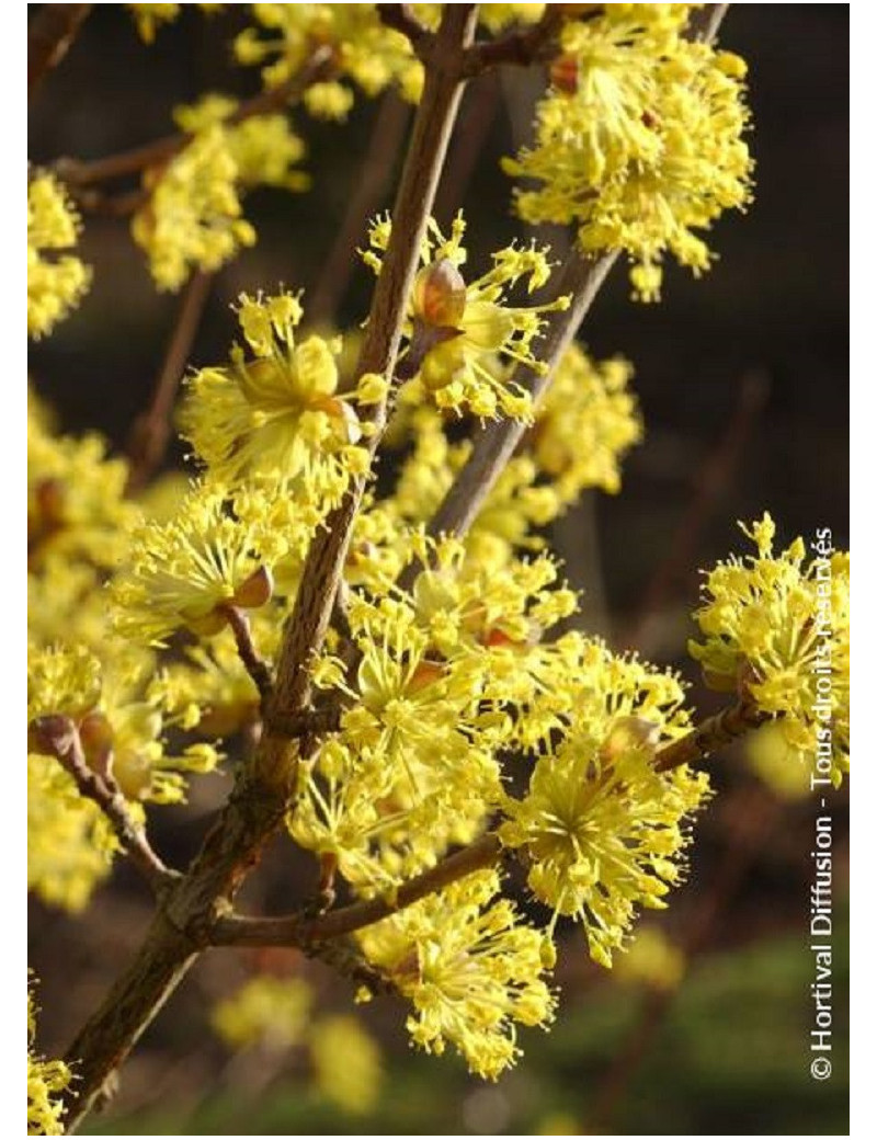 CORNUS officinalis (Cornouiller officinal)