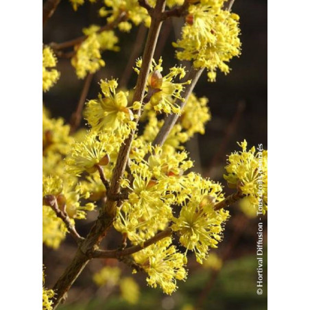 CORNUS officinalis (Cornouiller officinal)