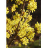 CORNUS officinalis (Cornouiller officinal)