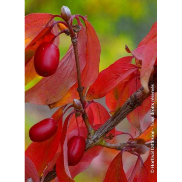 CORNUS officinalis (Cornouiller officinal)