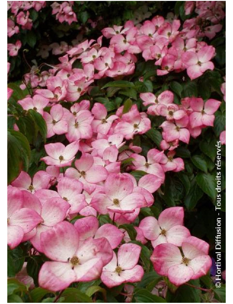 CORNUS kousa SATOMI (Cornouiller à fleurs)