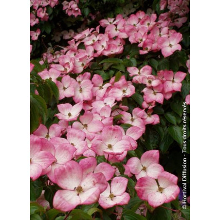 CORNUS kousa SATOMI (Cornouiller à fleurs)