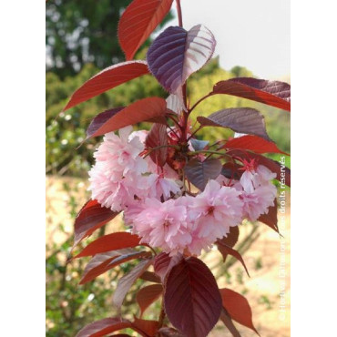 PRUNUS serrulata ROYAL BURGUNDY (Cerisier des collines du Japon Royal Burgundy)