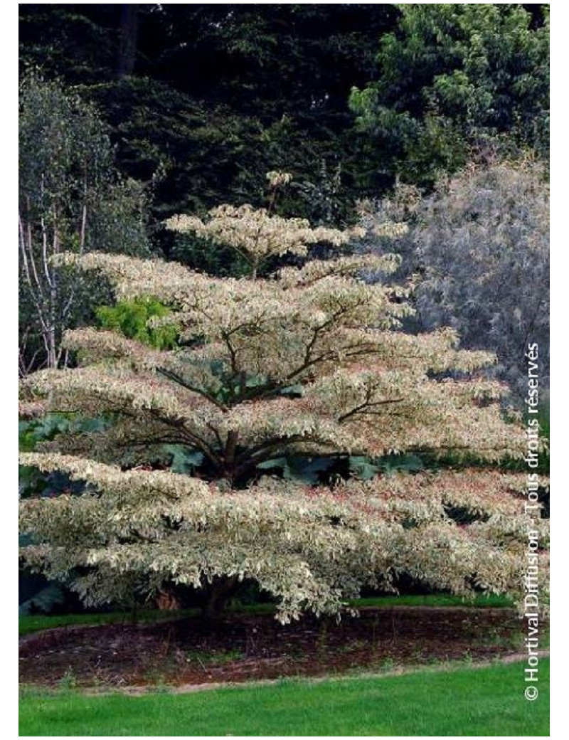 CORNUS controversa VARIEGATA (Cornouiller des pagodes panaché)